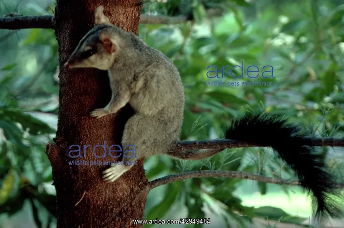  : Brush-tailed phascogale (Tuan) (Phascogale tupoatafa