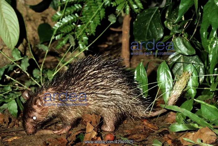 : Brush-tailed Porcupine - eating fallen fig fruit : Brush-tailed Porcupine - eating fallen fig fruit