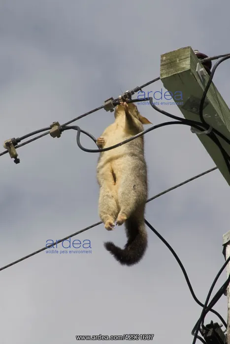 : Brush-tailed Possum - dead female electrocuted : Brush-tailed Possum - dead female electrocuted
