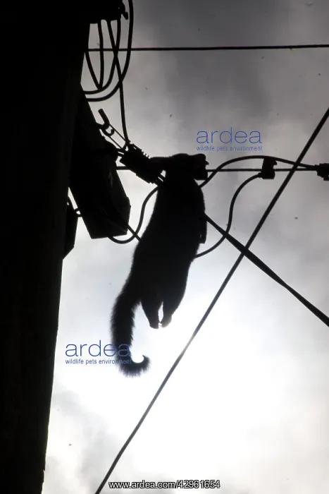 : Brush-tailed Possum - dead female electrocuted : Brush-tailed Possum - dead female electrocuted