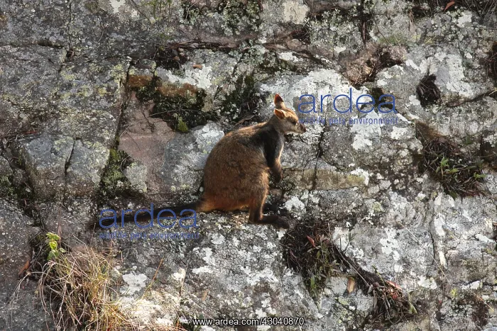 : Brush-tailed Rock-Wallaby : Brush-tailed Rock-Wallaby