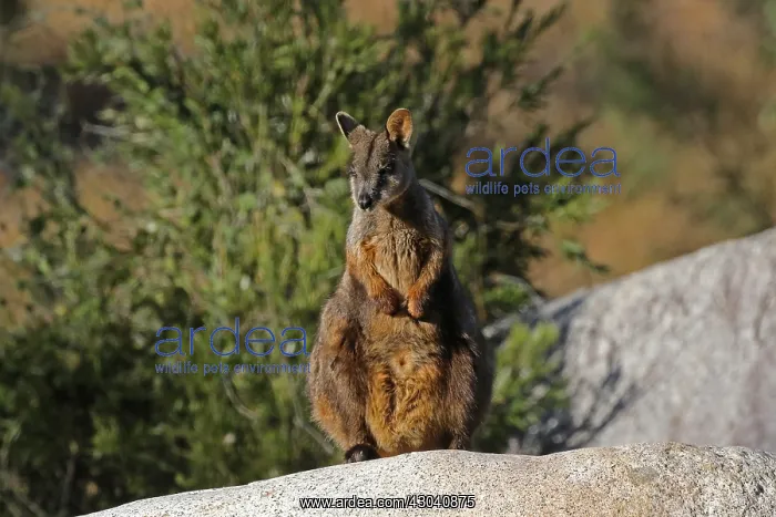 : Brush-tailed Rock-Wallaby : Brush-tailed Rock-Wallaby
