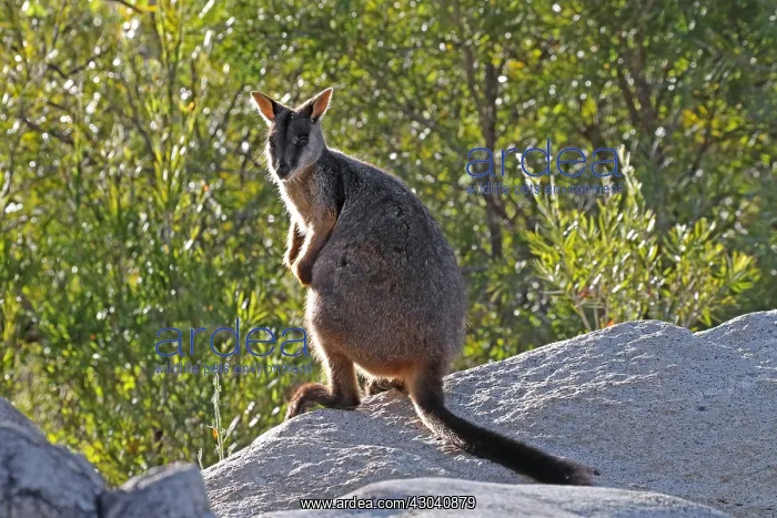 : Brush-tailed Rock-Wallaby : Brush-tailed Rock-Wallaby