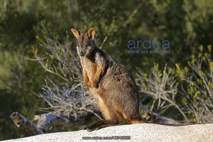 : Brush-tailed Rock-Wallaby : Brush-tailed Rock-Wallaby