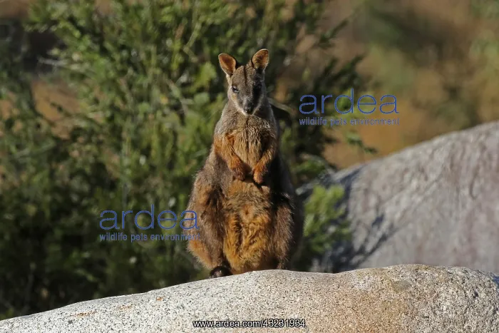 : Brush-tailed Rock-Wallaby : Brush-tailed Rock-Wallaby