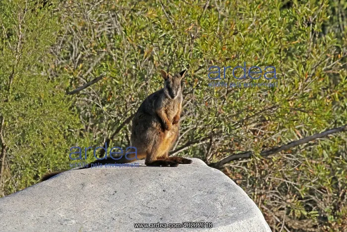 : Brush-tailed Rock-Wallaby : Brush-tailed Rock-Wallaby