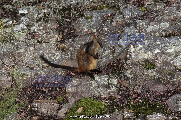  : Brush-tailed Rock-Wallaby