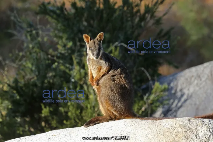 : Brush-tailed Rock-Wallaby : Brush-tailed Rock-Wallaby
