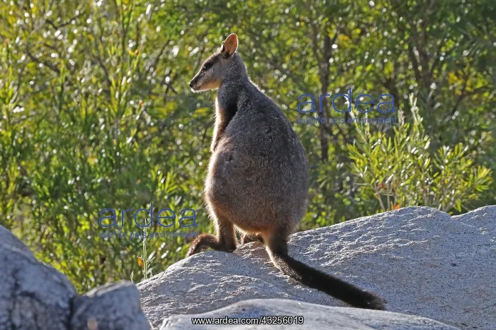 : Brush-tailed Rock-Wallaby : Brush-tailed Rock-Wallaby