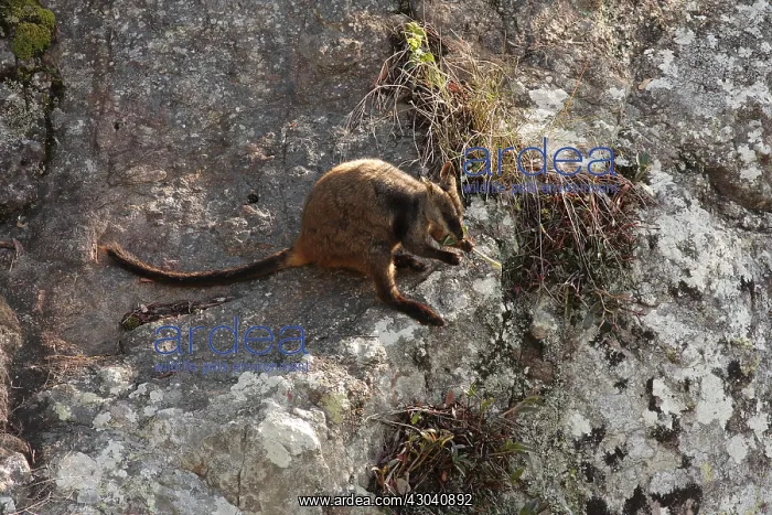 : Brush-tailed Rock-Wallaby chewing on orchid leaves : Brush-tailed Rock-Wallaby chewing on orchid leaves