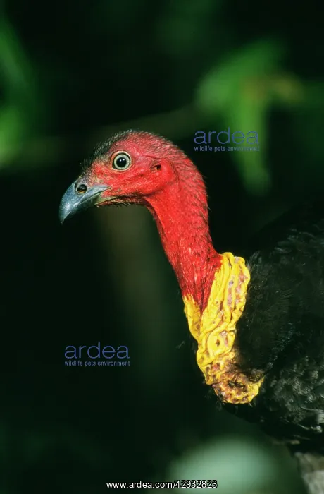  : BRUSH TURKEY - close-up of head and neck of a dominant