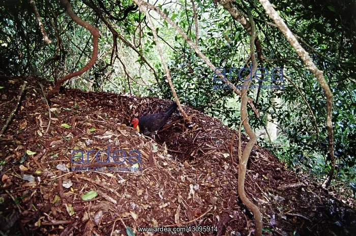 : Brush Turkey making nest : Brush Turkey making nest