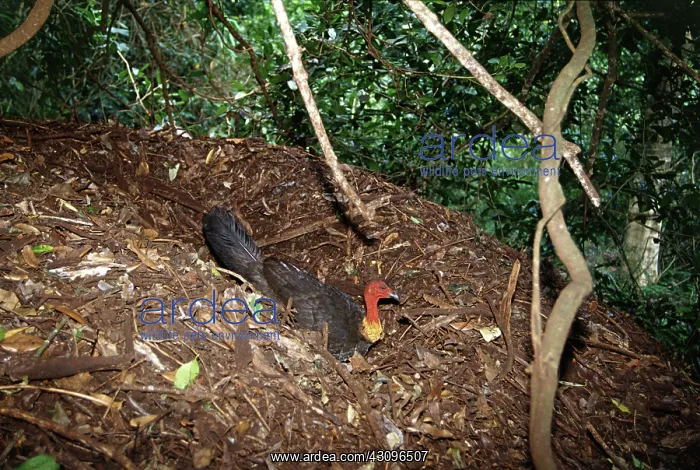 : Brush Turkey making nest : Brush Turkey making nest