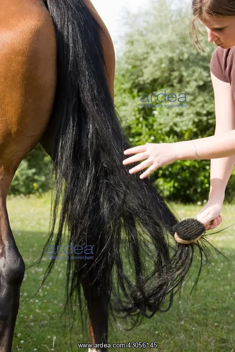 : Brushing the tail of a horse France : Brushing the tail of a horse France