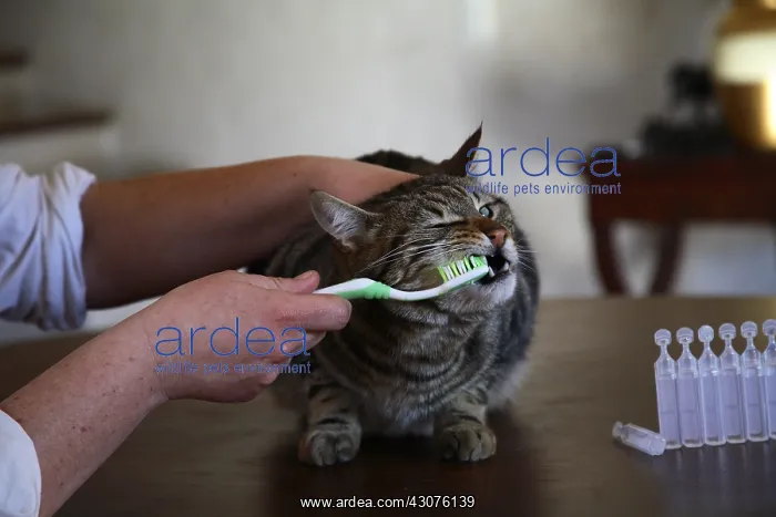 : Brushing teeth of a cat : Brushing teeth of a cat