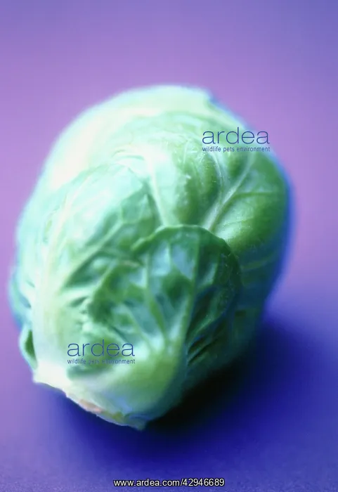  : Brussel Sprout