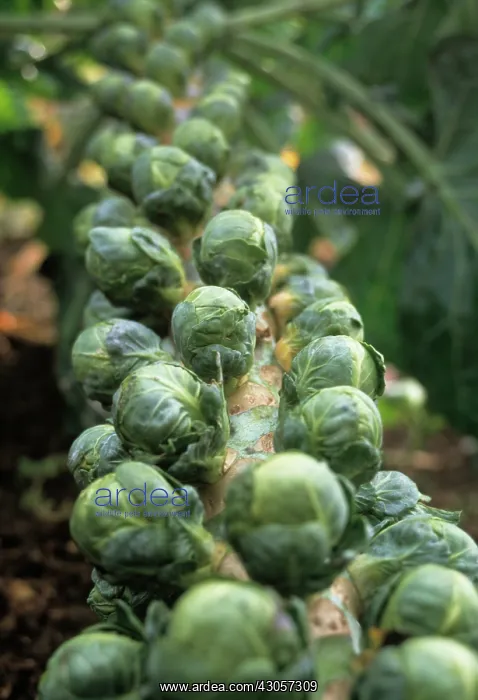 : Brussel Sprout : Brussel Sprout