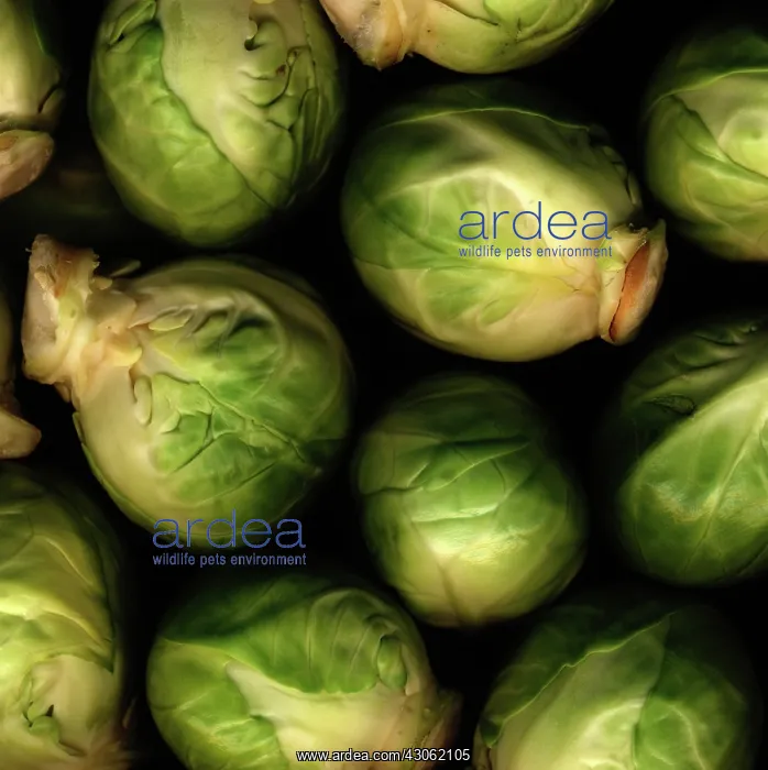 : Brussel Sprout : Brussel Sprout