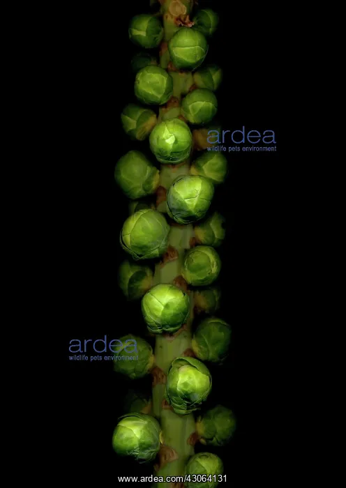 : Brussel Sprout : Brussel Sprout