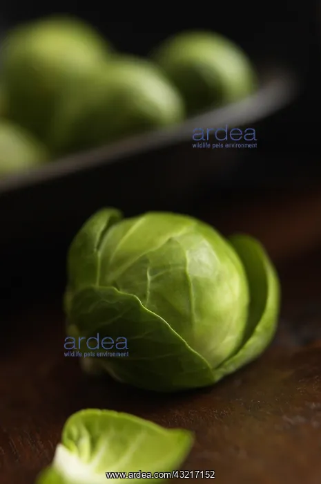: Brussel sprout, Brassica oleracea bullata, Green : Brussel sprout, Brassica oleracea bullata, Green