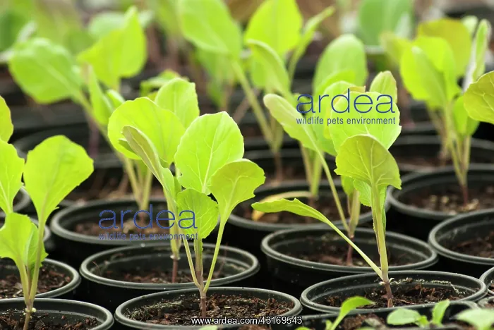 : Brussel sprout, Brassica oleracea var. gemmifera : Brussel sprout, Brassica oleracea var. gemmifera