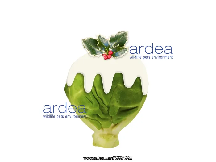  : Brussel Sprout Christmas pudding