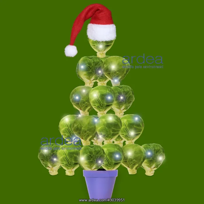: Brussel Sprout Christmas tree with lights and Christmas hat : Brussel Sprout Christmas tree with lights and Christmas hat