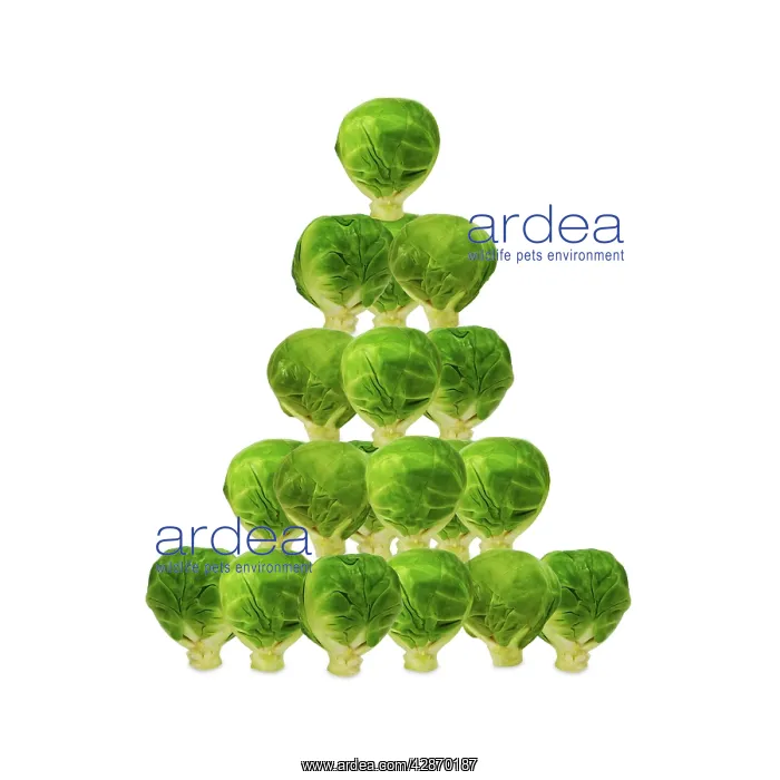  : Brussel Sprout - in Christmas tree shape