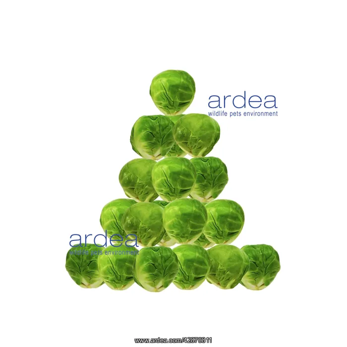 : Brussel Sprout - in Christmas tree shape : Brussel Sprout - in Christmas tree shape