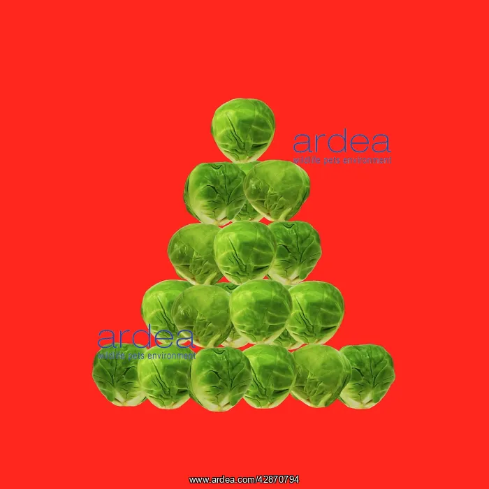 : Brussel Sprout - in Christmas tree shape on red background : Brussel Sprout - in Christmas tree shape on red background