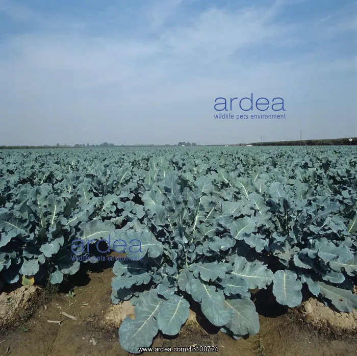 : Brussel sprout crop : Brussel sprout crop