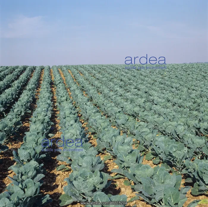 : Brussel Sprout crop : Brussel Sprout crop