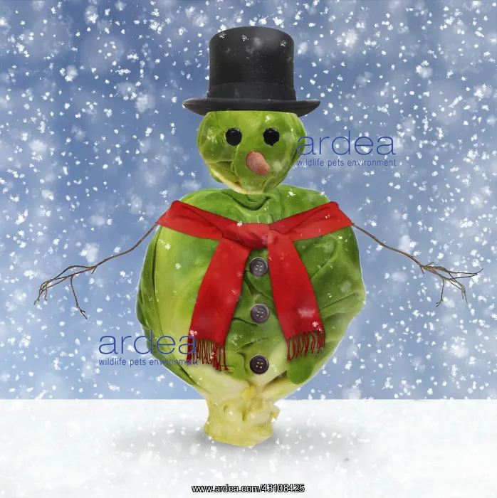 : Brussel Sprout snowman in winter snow, weating : Brussel Sprout snowman in winter snow, weating