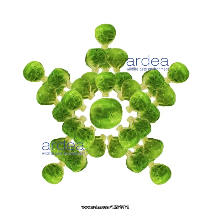 : Brussel Sprout - in star or snowflake shape : Brussel Sprout - in star or snowflake shape