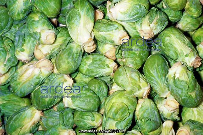 : Brussel Sprouts : Brussel Sprouts