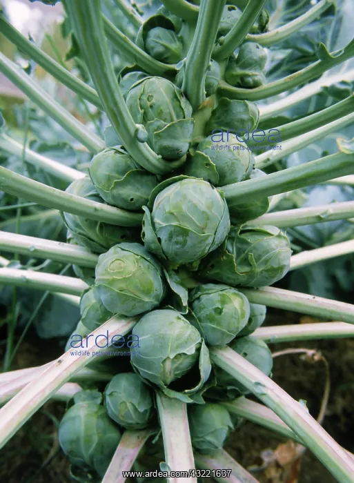 : Brussel Sprouts : Brussel Sprouts