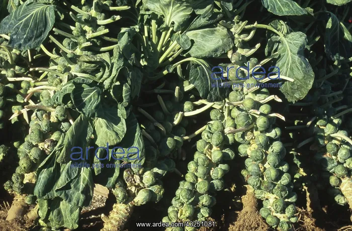 : Brussel Sprouts : Brussel Sprouts