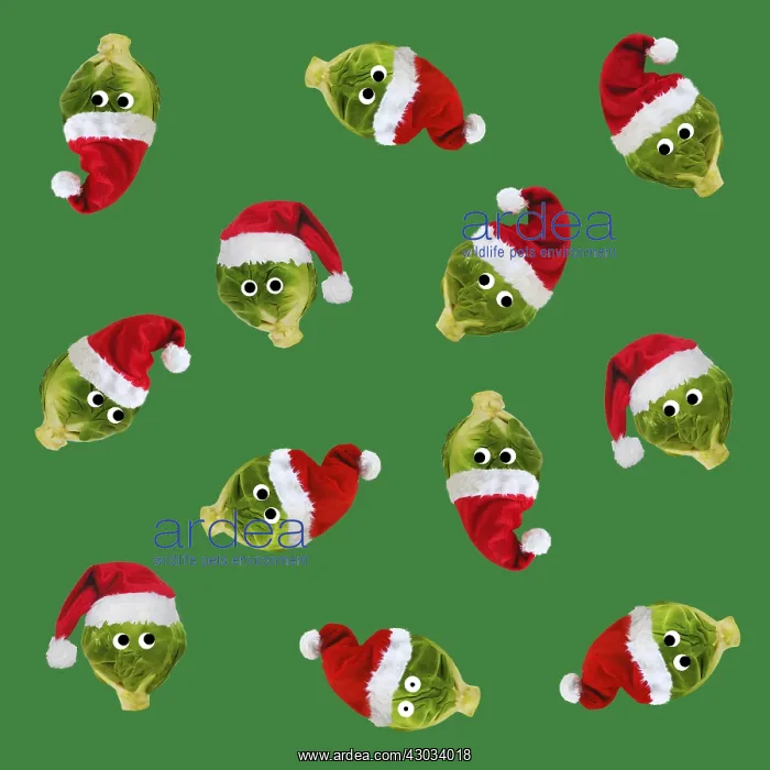 : Brussel Sprouts, with Christmas hats and googly eyes : Brussel Sprouts, with Christmas hats and googly eyes
