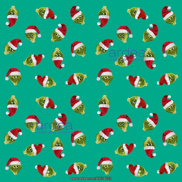 : Brussel Sprouts, with Christmas hats and googly eyes : Brussel Sprouts, with Christmas hats and googly eyes