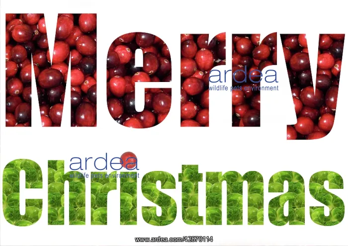 : Brussel Sprouts & Cranberries spelling Merry Christmas : Brussel Sprouts & Cranberries spelling Merry Christmas