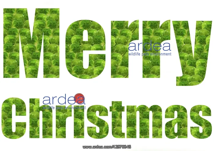 : Brussel Sprouts - with cranberry spelling Merry Christmas : Brussel Sprouts - with cranberry spelling Merry Christmas