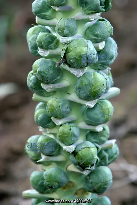 : Brussel sprouts - growing on stalk : Brussel sprouts - growing on stalk