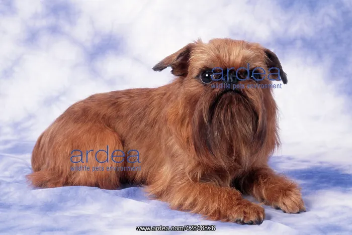  : Brussels Griffon Dog