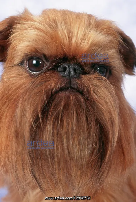  : Brussels Griffon Dog - close-up of head