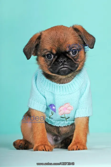  : Brussels Griffon, puppy, red, 9 weeks, wears light