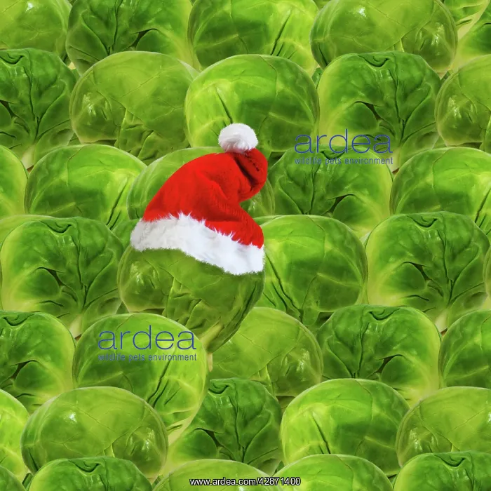 : Brussels sprout - one with Christmas hat : Brussels sprout - one with Christmas hat