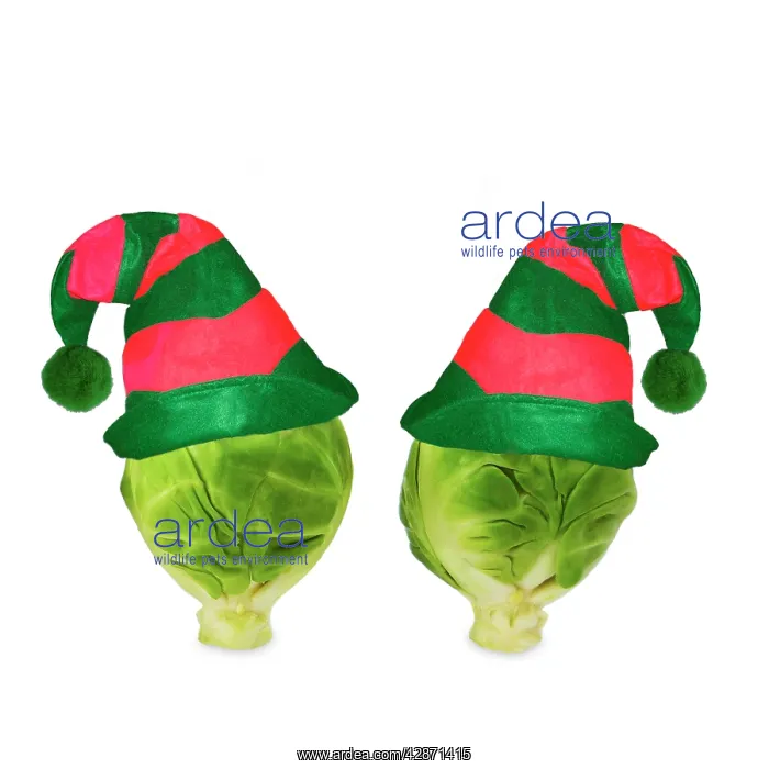 : Brussels sprout - with elf hat : Brussels sprout - with elf hat