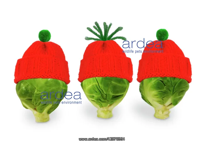 : Brussels sprout - with red and green woolly hat : Brussels sprout - with red and green woolly hat