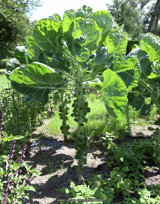 : Brussels Sprouts : Brussels Sprouts