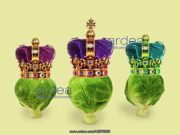 : Brussels sprouts - with crown - We Three Kings : Brussels sprouts - with crown - We Three Kings